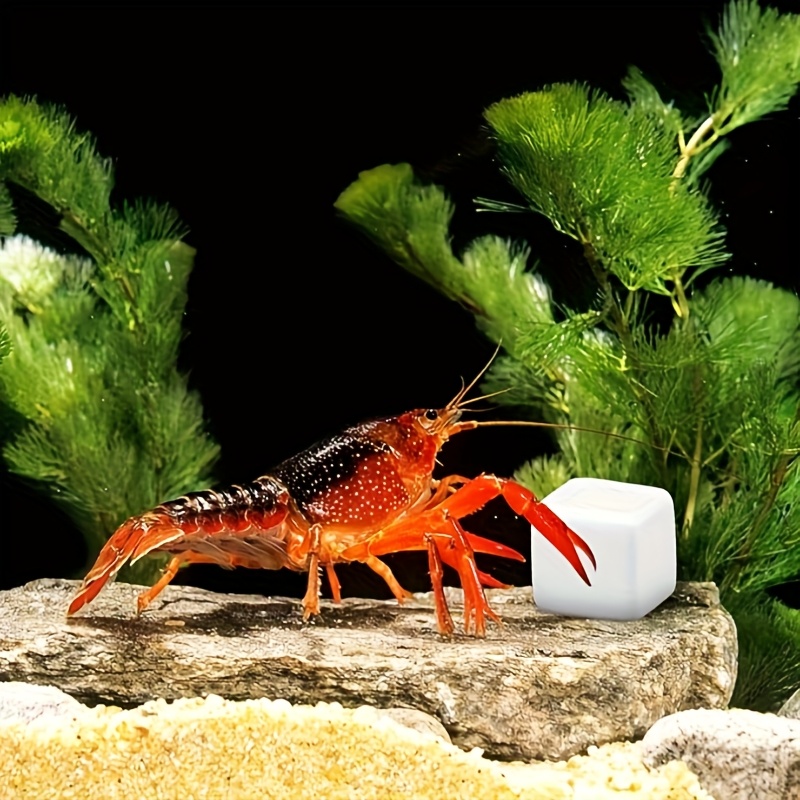 6 Stuks Voor Reptiel Slijpen S - Calcium Powder Reptile recensie en prijs