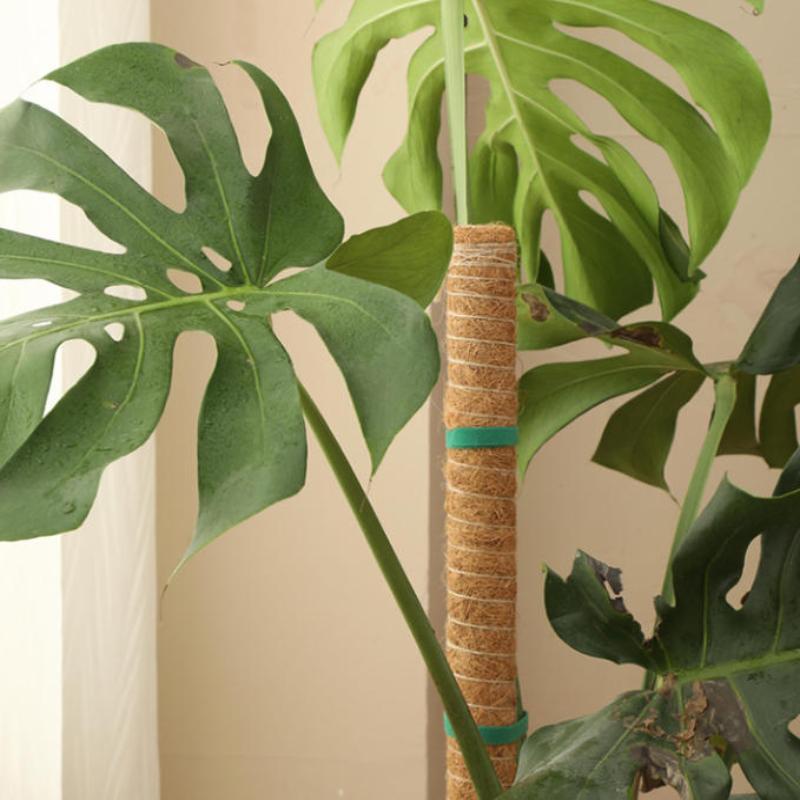 1 Stuks Plantengroei Tractiest - Vine Climbing Plastic recensie en prijs