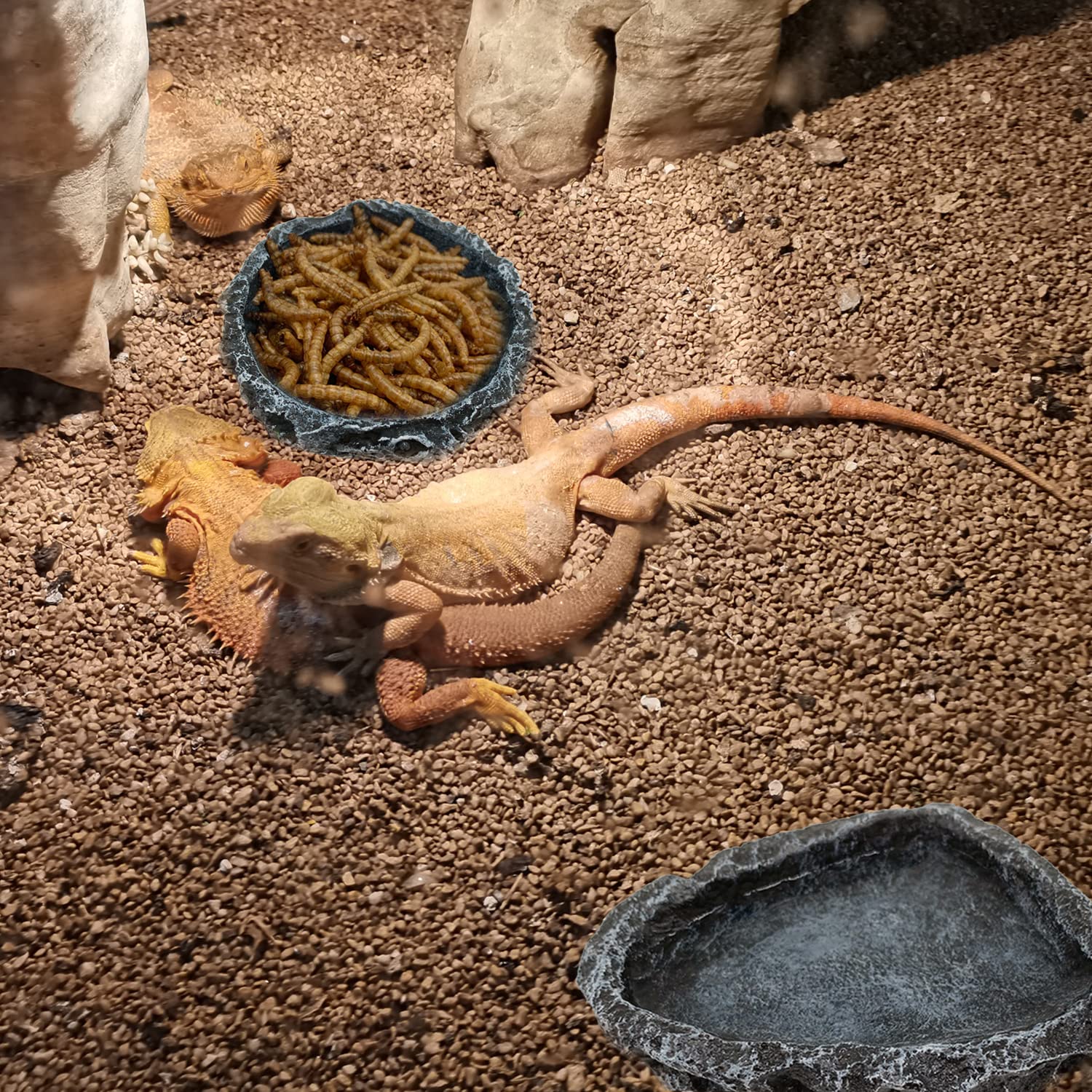 1/2 Pack Reptiel Voederbak Hoe - Water Dish Reptile recensie en prijs