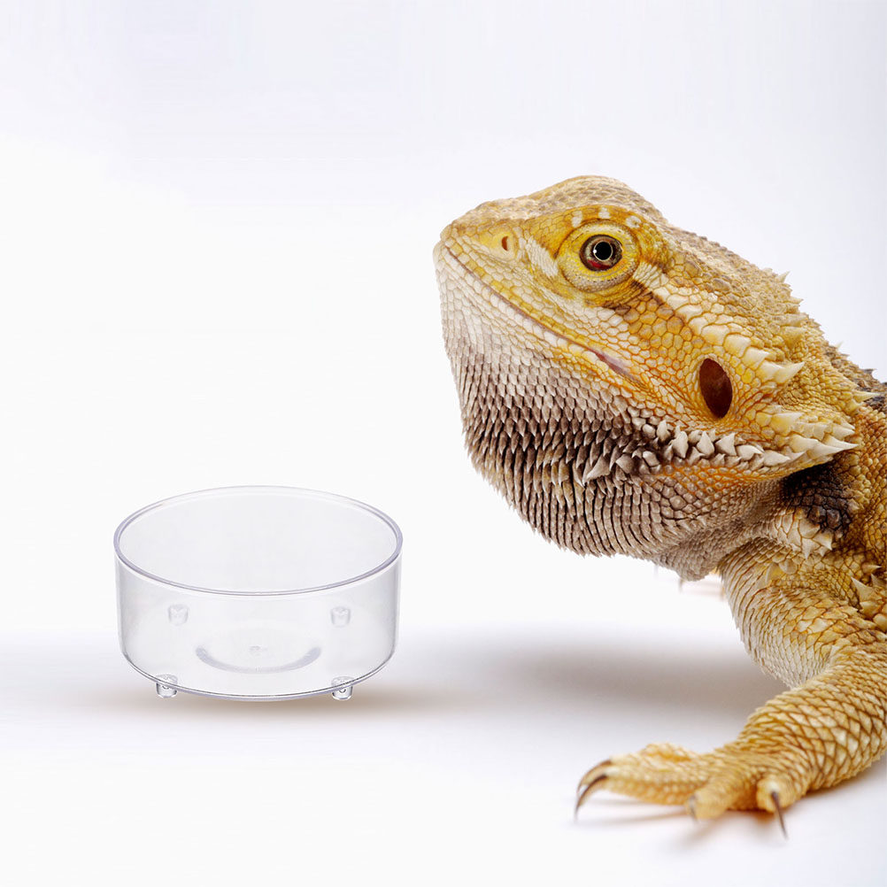 10 Stuks Acryl Reptiel Voedsel - Water Dish Reptile recensie en prijs