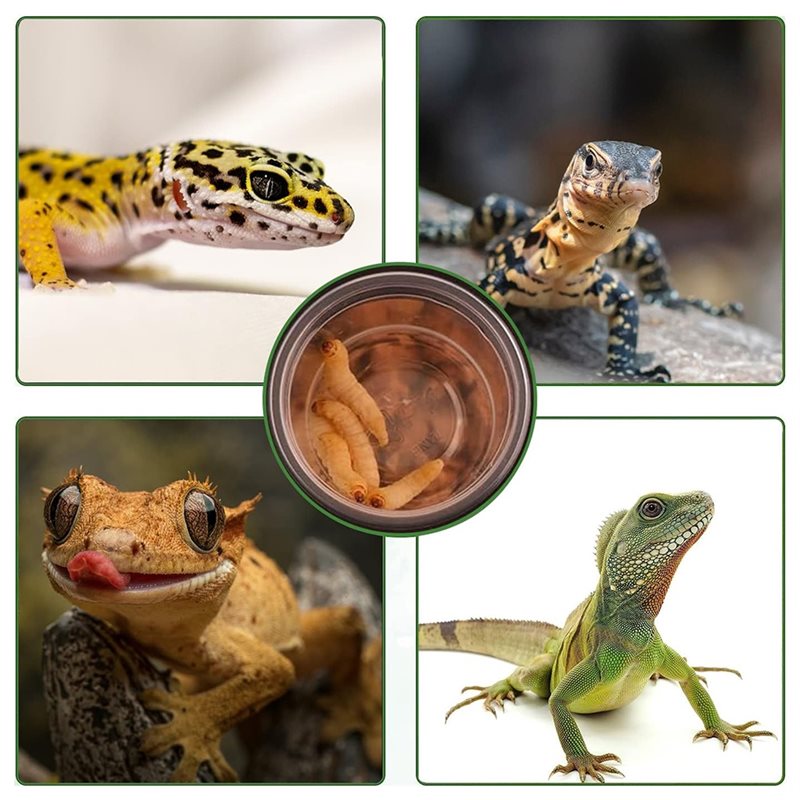 Voer- en waterbakjes voor gekk - Water Dish Reptile recensie en prijs